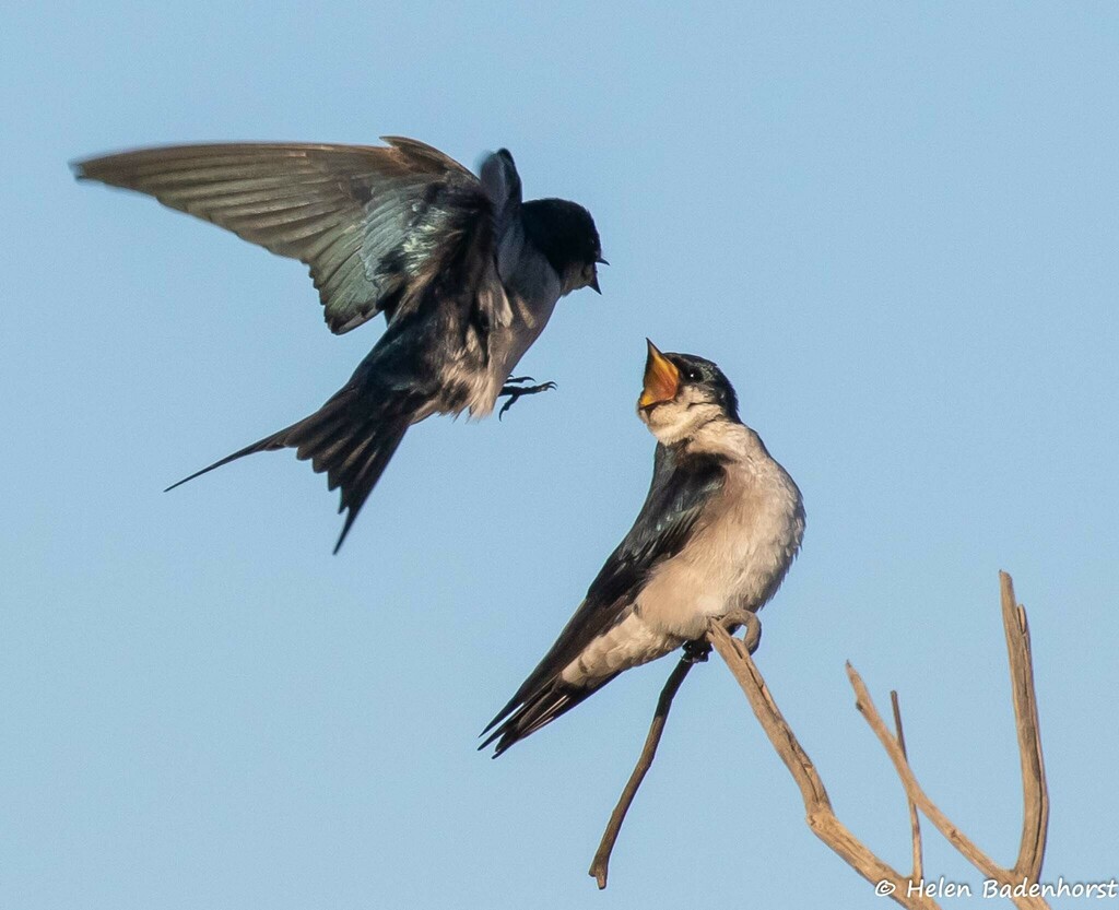 Pearl-breasted Swallow from Pilanesberg National Park, South Africa on ...