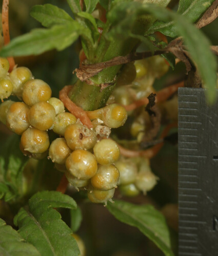 Klimmende wrakwinde (Cuscuta scandens)