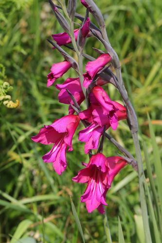 Image of Gladiolus communis by no rights reserved