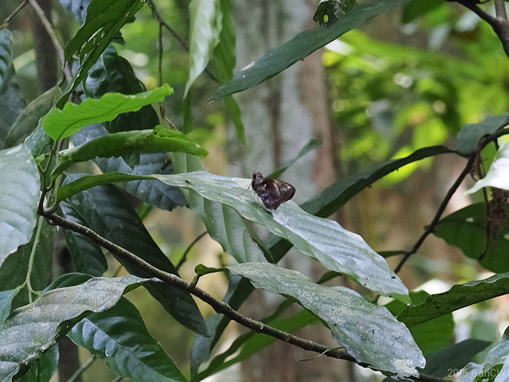 Gangara sanguinocculus