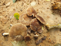 Pluteus granularis image