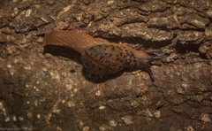 Stanisicarion aquila