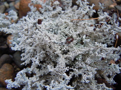 Stereocaulon saxatile