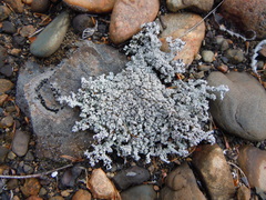 Stereocaulon saxatile