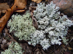 Stereocaulon paschale