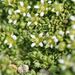 Facchinia herniarioides - Photo (c) Ghigo Rossi - Aosta - Italy,  זכויות יוצרים חלקיות (CC BY-NC), הועלה על ידי Ghigo Rossi - Aosta - Italy