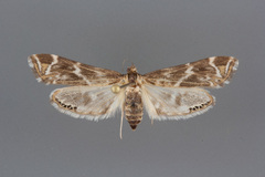 Petrophila avernalis