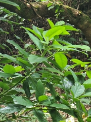 Persea indica image