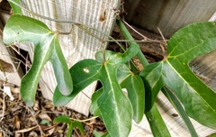 Aristolochia trilobata