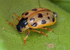 Chrysomela mainensis