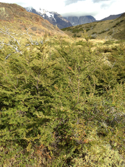 Nothofagus antarctica