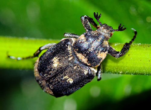 Smailapilvis Grambuoliukas nuotrauka