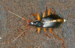 Platynus hypolithos