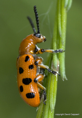 Crioceris duodecimpunctata