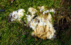 Trichoderma citrinum