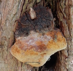 Pyrofomes juniperinus