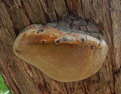 Pyrofomes juniperinus