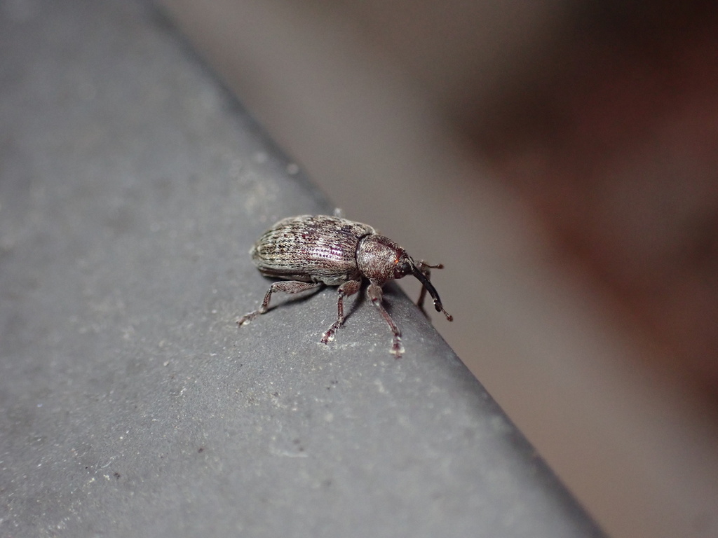 Dorytomus maculipennis