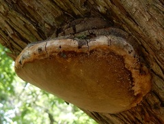 Pyrofomes juniperinus