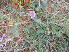 Astragalus distortus