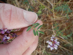 Astragalus distortus