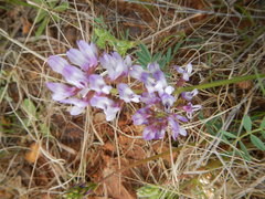 Astragalus distortus