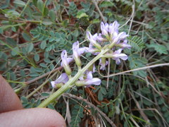 Astragalus distortus