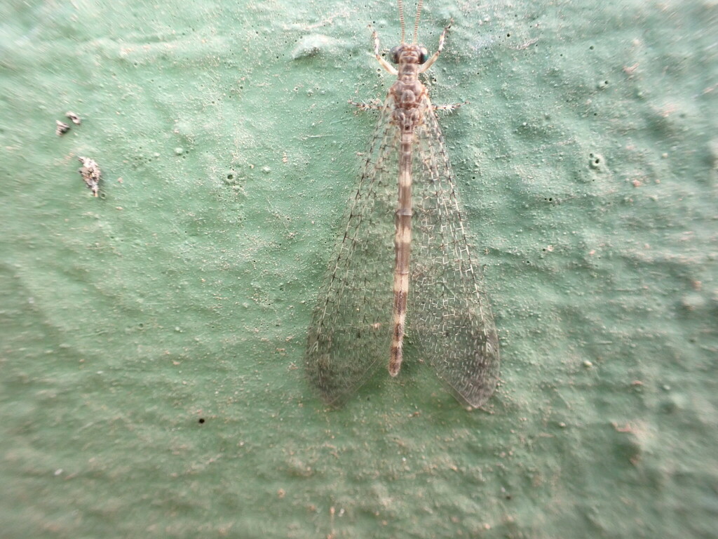 Noaleon limbatellus