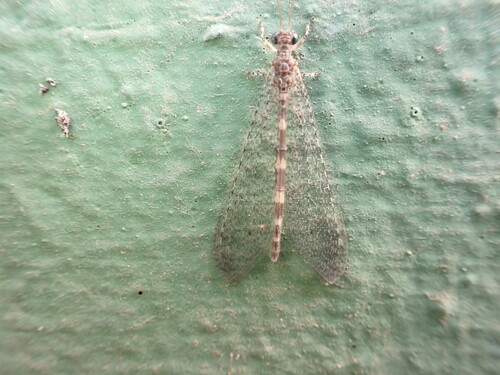 Noaleon limbatellus