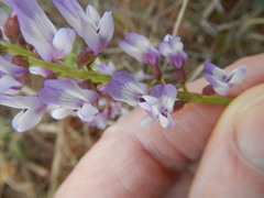 Astragalus distortus
