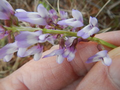 Astragalus distortus