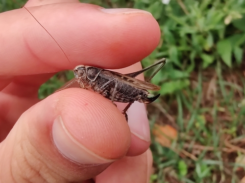 Tessellana tessellata