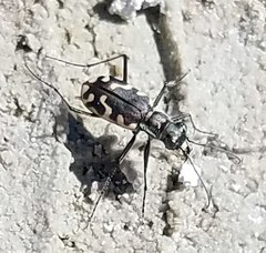 Cicindela haemorrhagica