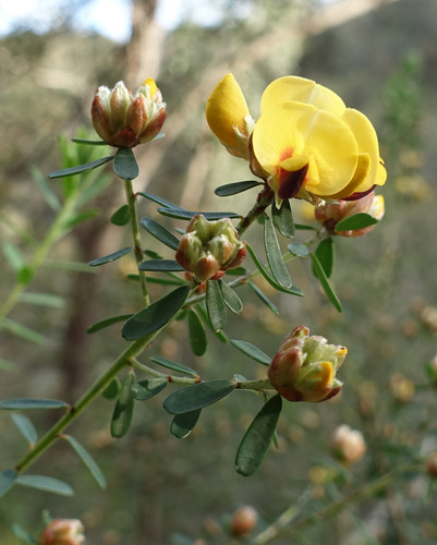 Image of Flat-Leaf Bush-Pea (Pultenaea platyphylla) by (c) yatesy, some rights reserved (CC BY)