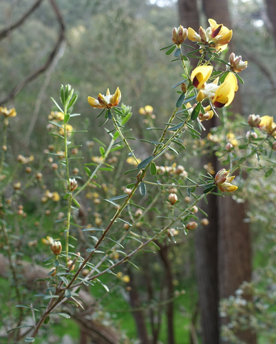 Image of Pultenaea platyphylla by (c) yatesy, some rights reserved (CC BY)