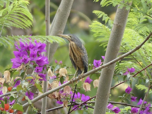 Avetorillo plomizo (Ixobrychus sturmii)
