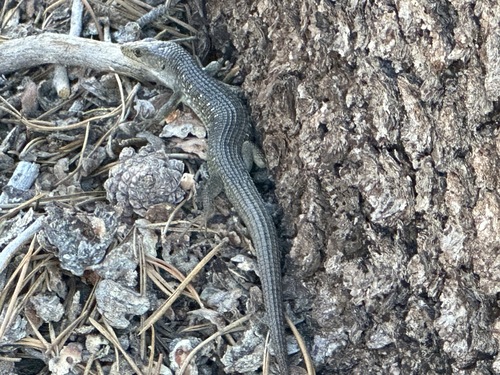 iNaturalist observation photo of Northern Alligator Lizard