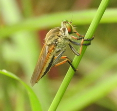 Cophinopoda