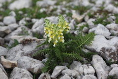 Pedicularis condensata
