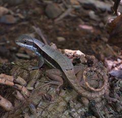 Leiocephalus macropus