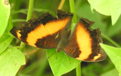 Yoma sabina