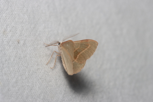 Barred Red, Hilversum, Nederland, photo 10 of 10