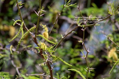 Smooth Mesquite