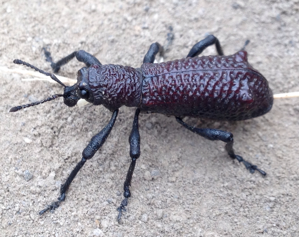 Aegorhinus vitulus (Naturaleza en el Refugio del AguaMallín de Barrio