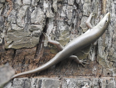 Lamprolepis smaragdina