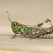 Mottled Grasshopper - Photo (c) Fraser Simpson, some rights reserved (CC BY-NC), uploaded by Fraser Simpson
