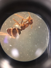 Myrmecocystus