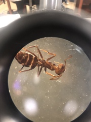 Myrmecocystus