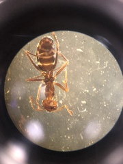 Myrmecocystus
