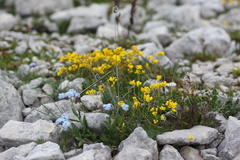 Draba scabra